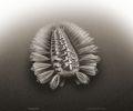 古代装甲“蠕虫”是三大动物群的寒武纪祖先