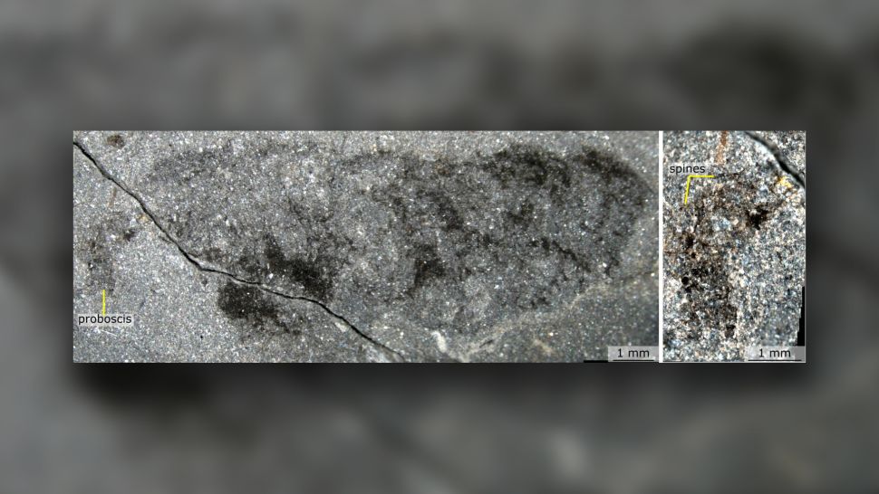奥陶纪动物 Mieridduryn bonniae 的化石。在右侧的特写镜头中可以看到它的多刺长鼻。（图片来源：Pates 等人/Nature Communications）