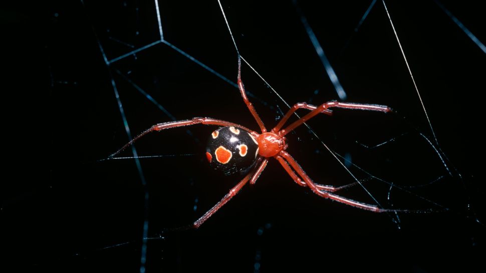 一只成年雌性红寡妇蜘蛛在她的网上。（图片来源：Premaphotos via Alamy Stock Photo）