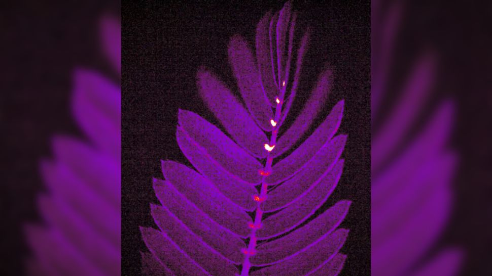 新视频显示，当羞耻植物的小叶开始闭合时，明亮的闪光顺着羞耻植物的叶脊流下。 当被称为枕核的微小器官接收到电信号时，钙离子会释放出闪光。 （图片来源：MASATSUGU TOYOTA/埼玉大学）