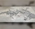 纳粹炸弹摧毁了无价的“海怪”化石，科学家们刚刚发现了它失传已久的石膏副本