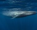 蓝鲸每天摄入的微塑料和一个小人一样重