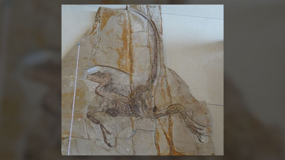 中国内蒙古上白垩世达乌尔龙王的“特殊”化石。 （图片来源：Wang, X. et al. Scientific Reports (2022); (CC BY 4.0)）