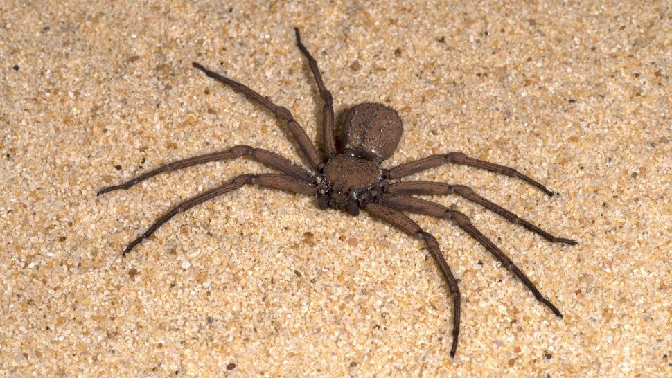 沙蜘蛛，Sicarius terrosus，生活在贫瘠的沙漠中，能够将自己部分埋在沙子中。（图片来源：Papilio via Alamy Stock Photo）
