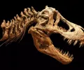 新研究表明，霸王龙可能比化石显示的大 70%