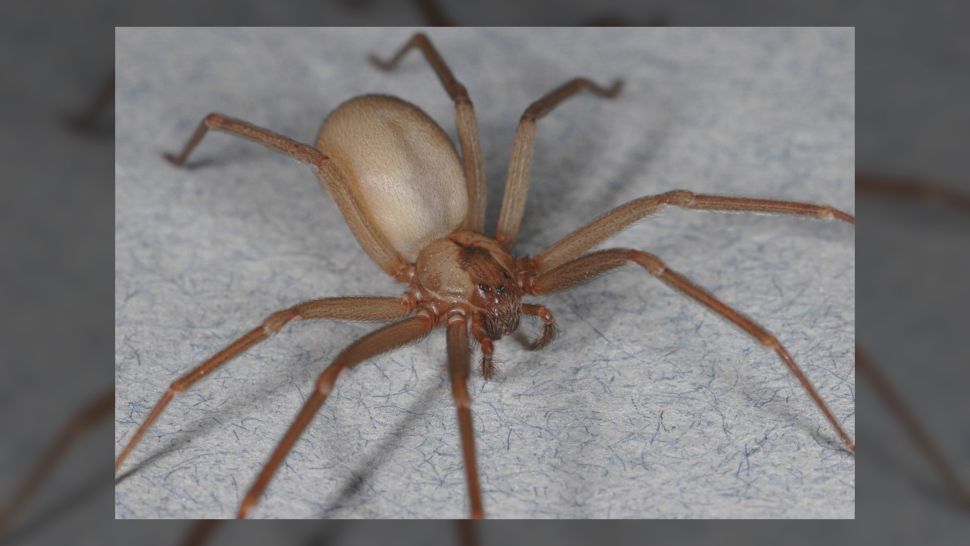 棕色隐士蜘蛛是世界上最致命的蜘蛛之一。（图片来源：Rick Vetter）