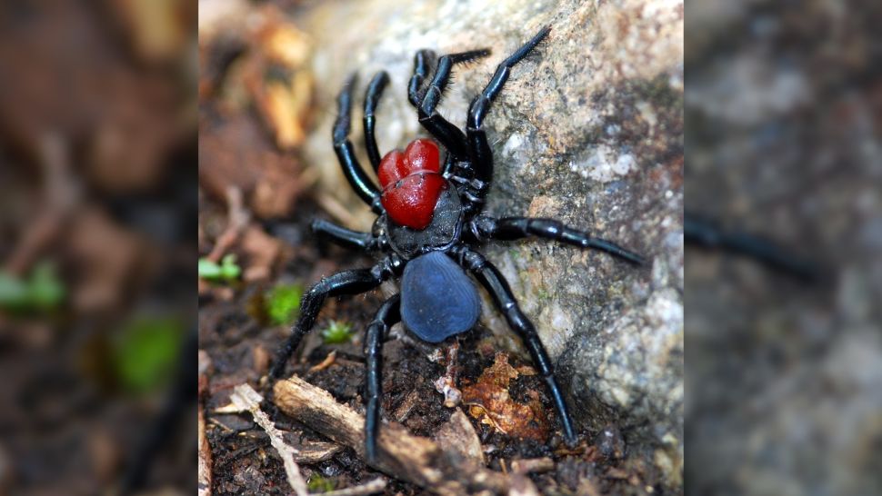 南澳大利亚 Para Wirra 休闲公园的一只雄性鼠蛛 (Missulena occatoria)。（图片来源：Peripitus，CC BY-SA 3.0，来自 Wikimedia Commons）