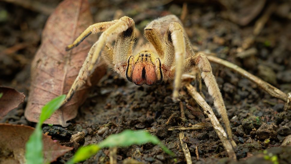 在中美洲和南美洲干燥和潮湿的热带森林中发现了一种名为 Phoneutria boliviensis 的巴西漫游蜘蛛。（图片来源：phototrip/iStock/Getty Images）