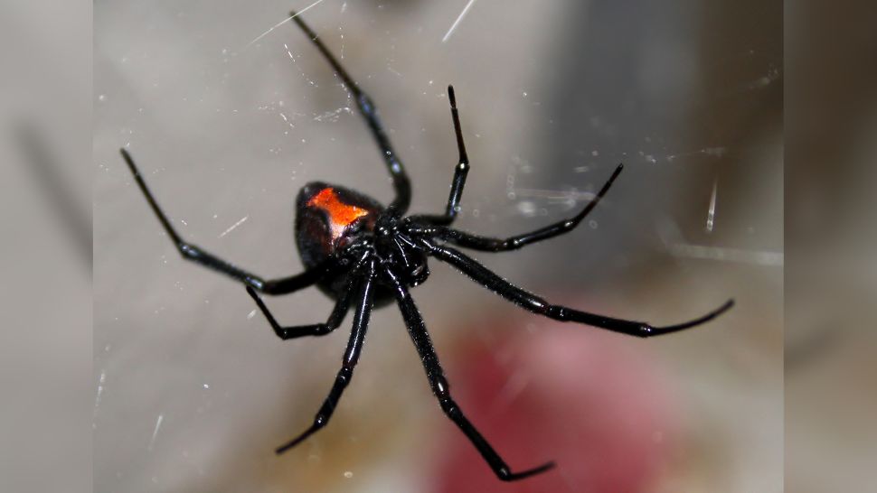 一只雌性黑寡妇蜘蛛 (Latrodectus) 倒挂在她的网上，显示出她腹部的红色沙漏标记。（图片来源：Kimberly Hosey/Getty Images）