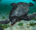 新发现的化石显示 8000 万年前泰坦尼克号 12 英尺的海龟在海洋中航行