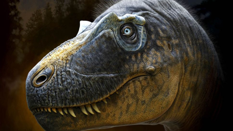 重建新的霸王龙，威尔逊恐龙，可能看起来像。 化石表明它的眼睛周围有独特的尖刺小角。 （图片来源：Andrey Atuchin 和荒地恐龙博物馆）