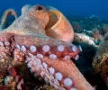 章鱼可能非常聪明，因为它们共享人类的智力基因