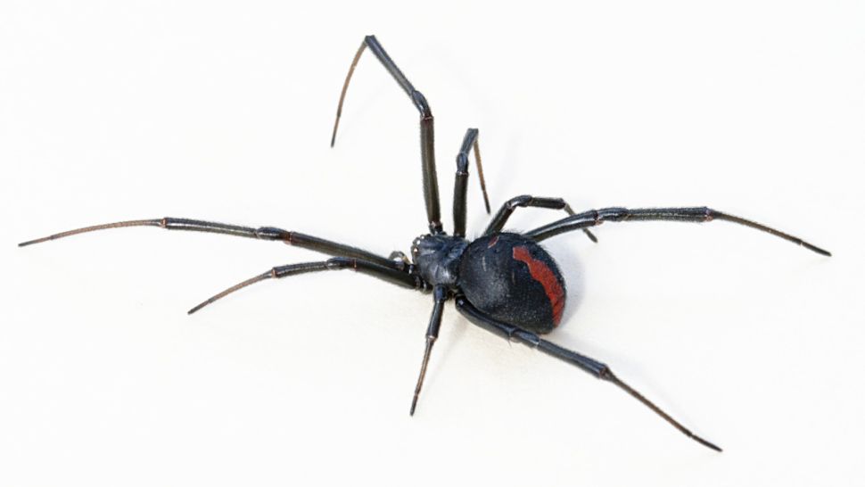 雌性红背蜘蛛的背部有一条长长的红色条纹。（图片来源：Toby Hudson - 自己的作品，CC BY-SA 3.0，https://commons.wikimedia.org/w/index.php?curid=18357323）