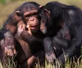野生黑猩猩和大猩猩可以形成持续数十年的社会纽带