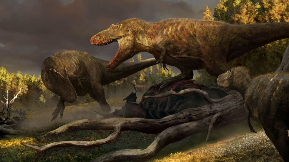 一位艺术家重建的 D. wilsoni（右下）以及荒地恐龙博物馆最近出土的其他三只暴龙。 （图片来源：Rudolf Hima & Badlands 恐龙博物馆）
