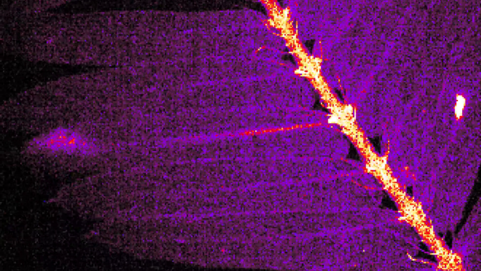 特写图像显示一条微弱的发光线沿着受损的小叶向下移动到最近的枕骨。 （图片来源：MASATSUGU TOYOTA/埼玉大学）