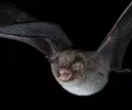 科学家解开了蝙蝠重金属咆哮的秘密