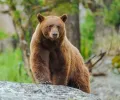 研究发现，美洲黑熊正在进化成肉桂色的皮毛