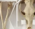 遗失的最后一只塔斯马尼亚虎遗骸被发现藏在博物馆的柜子里