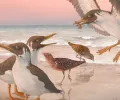 奇怪的现代头骨提出了关于鸟类早期进化的新问题