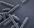 大肠杆菌作为单细胞细菌却表现出以前未知的”多细胞性”