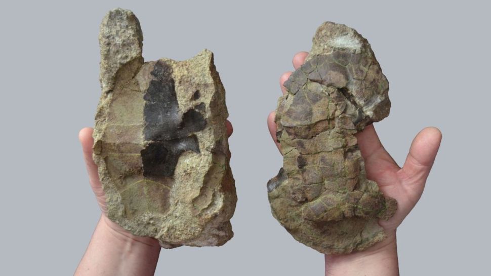 特兰西瓦尼亚海龟头骨的化石残骸。 （图片来源：蒂宾根大学）