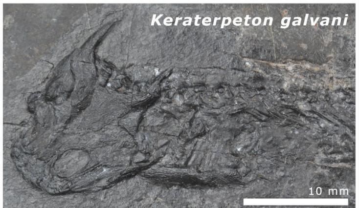 在爱尔兰出土的一种畸形的 Keraterpeton 化石。 （图片来源：Trinity Collge Dublin/Ó Gogáin 等人。）