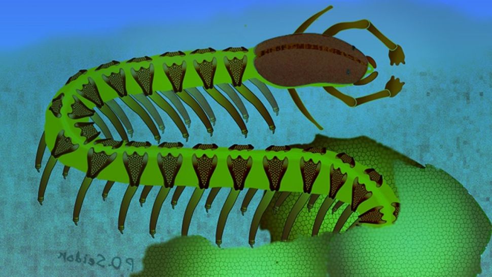 抽象艺术家对化石蠕虫 Cardiodictyon catenulum 的印象可能是什么样子。 （图片来源：Nicholas Strausfeld/亚利桑那大学）