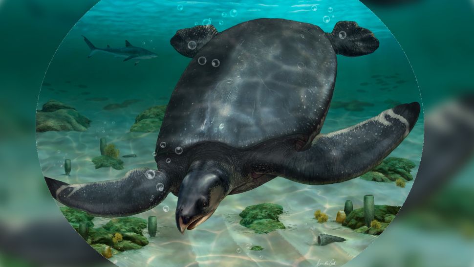 艺术家对新发现的海龟 Leviathanochelys aenigmatica 可能的样子的解释。 （图片来源：ICRA_Arts）