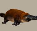 古老的鸭嘴兽化石可以改写产卵哺乳动物的历史
