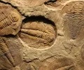 新化石揭示三叶虫有隐藏的第三只眼