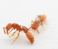 “超基因”突变将蚂蚁变成了寄生蜂王