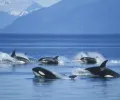 近亲繁殖可能导致太平洋西北部的逆戟鲸数量暴跌