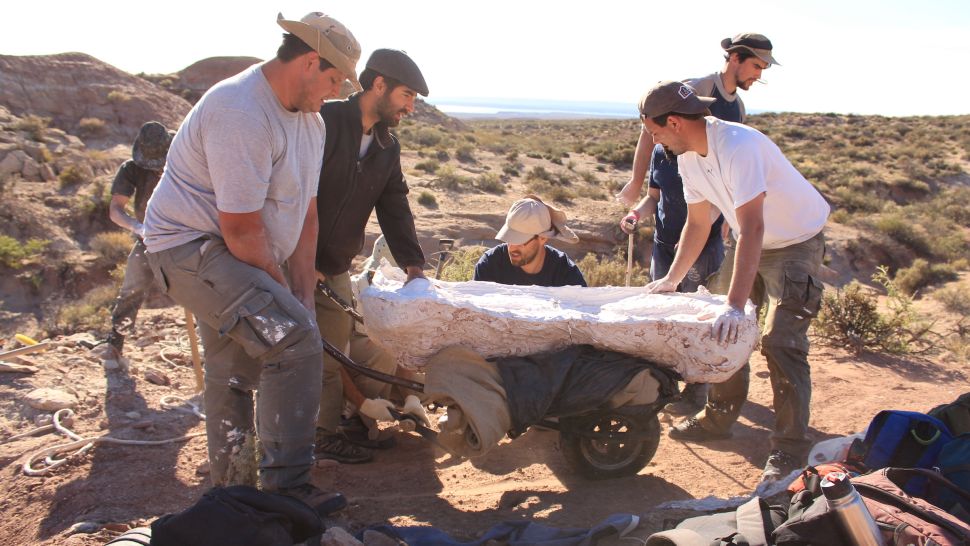 挖掘机举起一块巨大的 Chucarosaurus diripienda 化石，上面覆盖着保护性石膏模型。 （图片来源：Julieta De Pasqua）