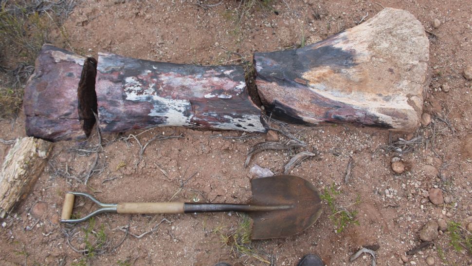 一块 Chucarosaurus diripienda 的股骨，旁边是一把铲子，用于比较大小。 股骨长 6.2 英尺（1.9 米）。 （图片来源：Nicolas Chimento）