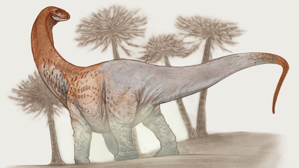 新描述的白垩纪中期恐龙 Chucarosaurus diripienda 可能长约 100 英尺（30 米）。 （图片来源：Sebastián Rozadilla）