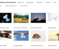 Random Animal Generator：免费高画质动物图库与下载教学